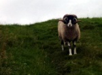 pennine-way-sheep