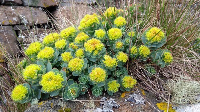 scotland highlands wild flower plant