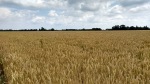 arable field in norfolk england on the weavers way