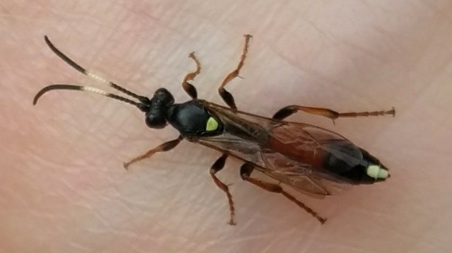inchneumon wasp in shropshire